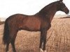 stallion Limelight (Holsteiner, 1974, from Liguster)