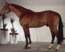 Deckhengst Fanal Prydsholm (Dänisches Warmblut, 1986, von Mago xx)