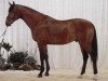 stallion Fernando (Danish Warmblood, 1990, from Fanal Prydsholm)