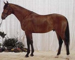 Deckhengst Fernando (Dänisches Warmblut, 1990, von Fanal Prydsholm)