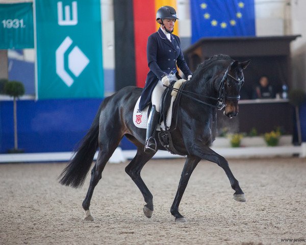 dressage horse Lausanne 69 (Hanoverian, 2014, from Livaldon)