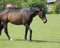 broodmare Royal A.T. (Westphalian, 1995, from Rotarier)