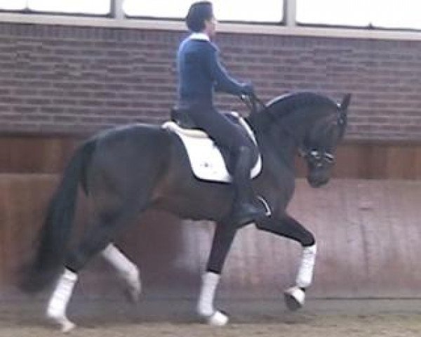 dressage horse Stanley MR (Oldenburg, 2010, from Serano Gold)