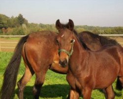 dressage horse Santos (Rhinelander, 2006, from San Remo)