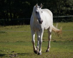 broodmare India (Holsteiner, 1994, from Alasca)