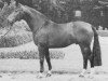stallion Duckwitz I (Westphalian, 1966, from Ducker)