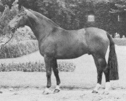 stallion Duckwitz I (Westphalian, 1966, from Ducker)