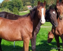 horse Norton Z (Zangersheide riding horse, 2019, from Neos 2)