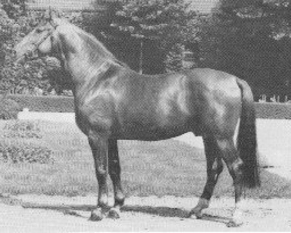 stallion Duckstein (Westphalian, 1966, from Ducker)