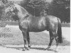 stallion Duckstein (Westphalian, 1966, from Ducker)
