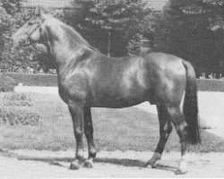 stallion Duckstein (Westphalian, 1966, from Ducker)