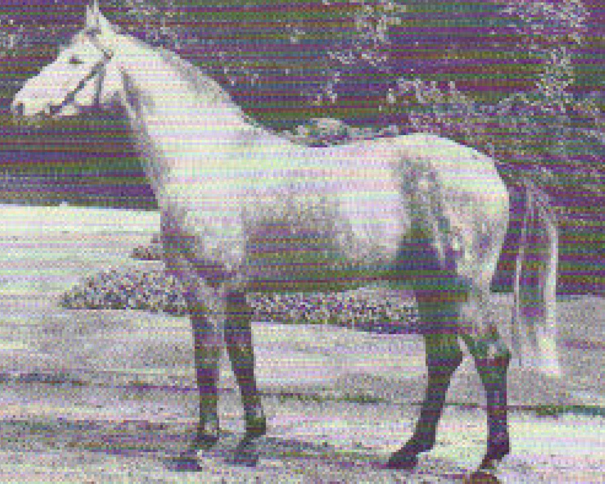 Deckhengst Droste (Westfale, 1972, von Duckstein)