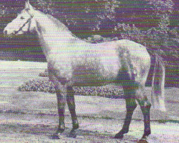 stallion Droste (Westphalian, 1972, from Duckstein)