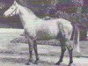 stallion Droste (Westphalian, 1972, from Duckstein)