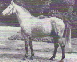 stallion Droste (Westphalian, 1972, from Duckstein)