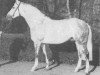 stallion Dreiklang (Westphalian, 1968, from Dorado I)