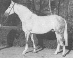 stallion Dreiklang (Westphalian, 1968, from Dorado I)