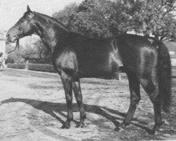 stallion Mozart (Hanoverian, 1966, from Maigraf xx)