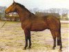 stallion Marbod (Hanoverian, 1963, from Marcio xx)