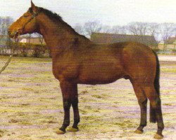 stallion Marbod (Hanoverian, 1963, from Marcio xx)