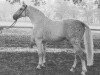 stallion Luchs (Hanoverian, 1970, from Lugano I)