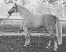 stallion Luchs (Hanoverian, 1970, from Lugano I 3963)