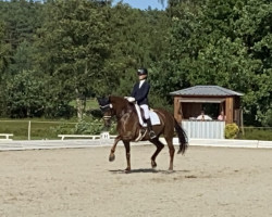 dressage horse Ed Florino (Westphalian, 2006, from Ehrentusch)