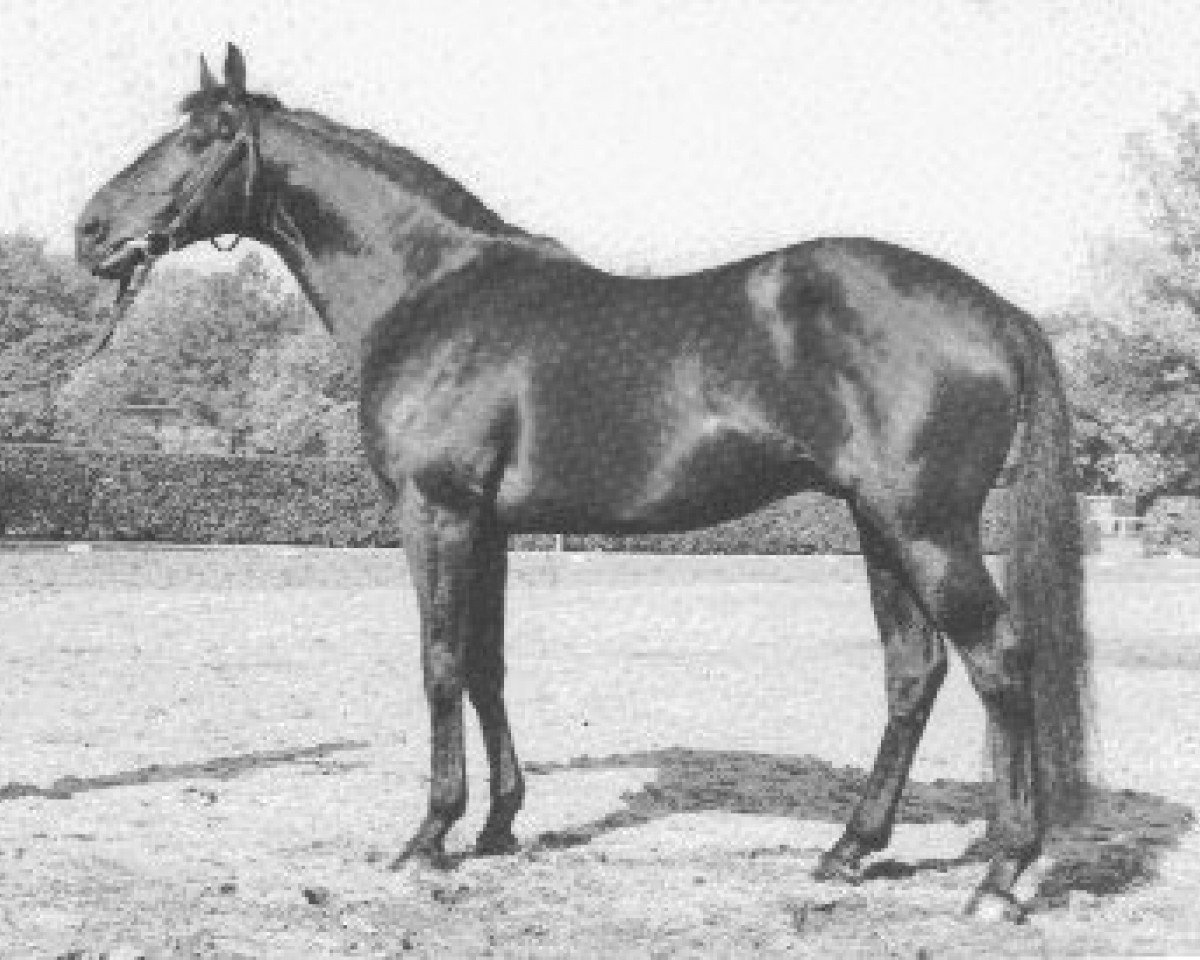 stallion Lektor xx (Thoroughbred, 1968, from Alarich xx)