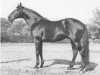 stallion Lektor xx (Thoroughbred, 1968, from Alarich xx)