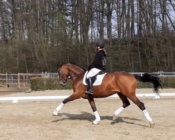 dressage horse Daffodil 9 (Hanoverian, 2013, from Don Frederico)