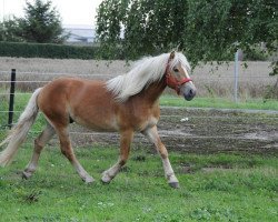 horse Steinfürst (Haflinger, 2008, from Steinach)