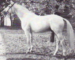 stallion Landsknecht I (Hanoverian, 1966, from Lasso)