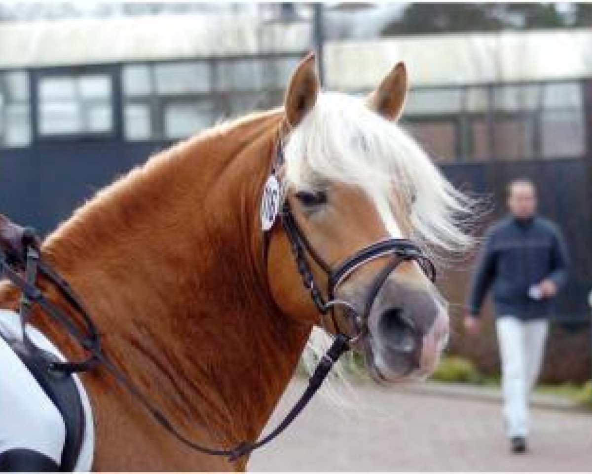 stallion Sternfürst (Haflinger, 1998, from Sternschnuppe)