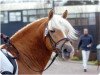 stallion Sternfürst (Haflinger, 1998, from Sternschnuppe)