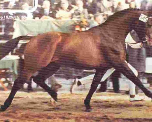 stallion Pretendent (Royal Warmblood Studbook of the Netherlands (KWPN), 1974, from Le Faquin xx)