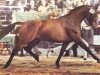 stallion Pretendent (Royal Warmblood Studbook of the Netherlands (KWPN), 1974, from Le Faquin xx)