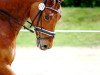 dressage horse Fürst Fedor (Westphalian, 2003, from Fürst Heinrich)