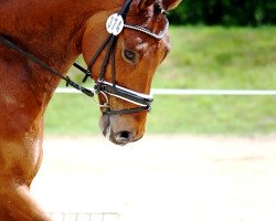 dressage horse Fürst Fedor (Westphalian, 2003, from Fürst Heinrich)