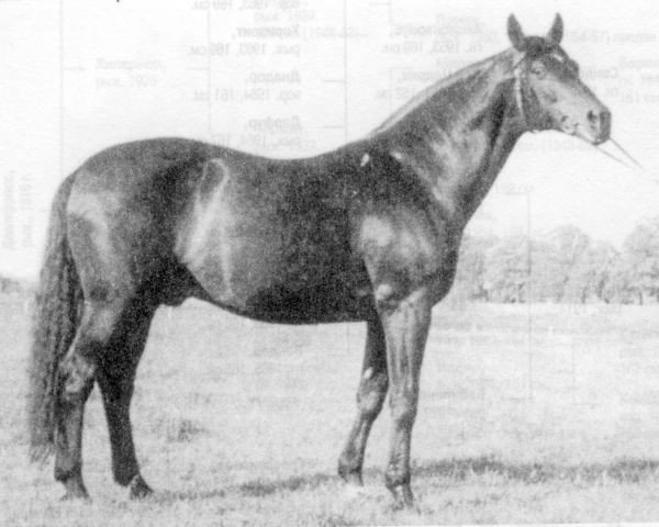horse Akcjonariusz (Trakehner, 1953, from Sandor)