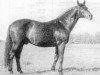 stallion Akcjonariusz (Trakehner, 1953, from Sandor)