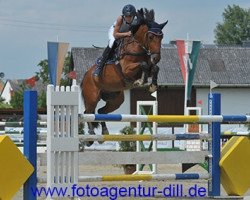 jumper Agassi 16 (German Warmblood, 2003, from Aquilino)