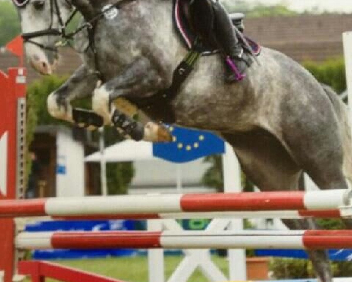Springpferd Djalino (KWPN (Niederländisches Warmblut), 2008, von Larino)