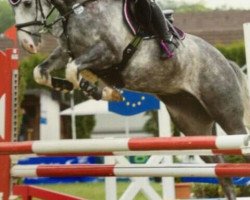 jumper Djalino (KWPN (Royal Dutch Sporthorse), 2008, from Larino)