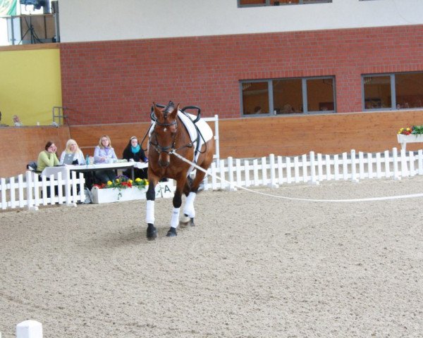 dressage horse Wandessa 5 (Hanoverian, 2002, from Worldly I)