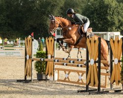 jumper Lilee (Oldenburg show jumper, 2016, from Lavillon)