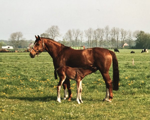 Zuchtstute Alcantara (Hannoveraner, 1992, von Ariston)