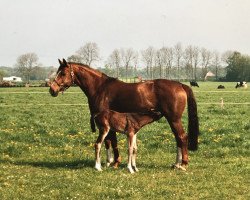 broodmare Alcantara (Hanoverian, 1992, from Ariston)