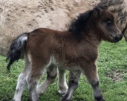 Pferd Dorosalas Lucy Brown (Shetland Pony (unter 87 cm), 2022, von Dorosalas Milo)