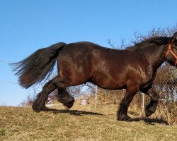 dressage horse Sky (Rhenish-German Cold-Blood, 2019, from Skat 5411)