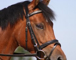 broodmare Pik Lady 39 (German Riding Pony, 2007, from Principal Boy)